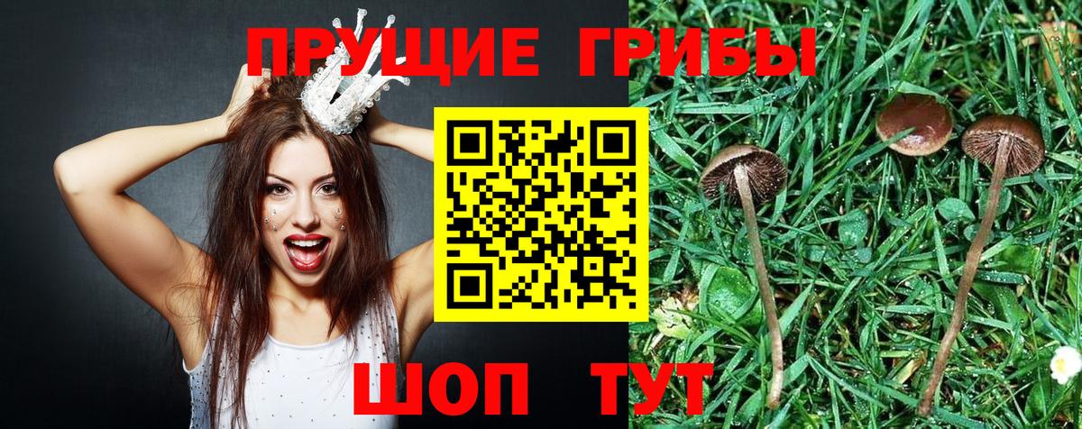Псилоцибиновые грибы Magic Shrooms  цена   Вход с VPN  Чапаевск  Псилоцибиновые грибы Psilocybine cubensis 